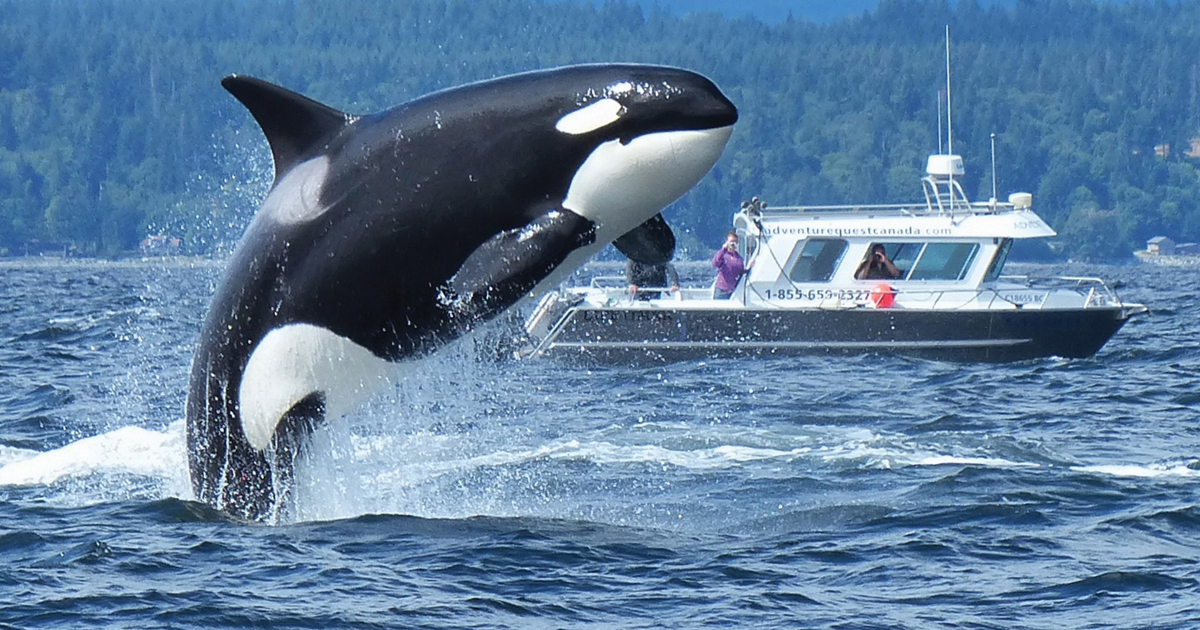 wildlife tours campbell river bc