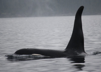 bc-whale-watching-tours-orcas-vancouver-island