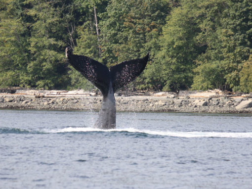 Adventure Quest - Whale Watching and Tours, Campbell River