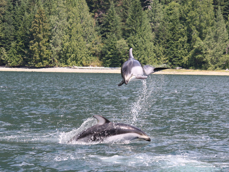 wildlife-viewing-tours-dolphins